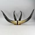 Horn