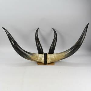 Horn