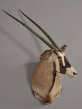 Oryx - skuldermonteret jagttrofæaftagelige horn. 1900-tallets 2. halvdel.