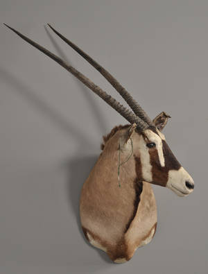 Oryx - skuldermonteret jagttrofæaftagelige horn. 1900-tallets 2. halvdel.