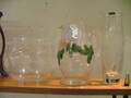 Glas