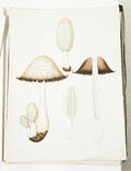 Fries lithographed plates of mushrooms