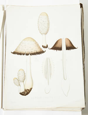 Fries lithographed plates of mushrooms