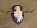 Horn