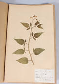 Herbarium, 1900-talets första hälft, ca 35 st mappar
