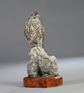 Jagtfalk. Falko rusticolus