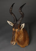 Sydafrikansk Jagttrofæ - Hartebeest - Rød koantiløbe.