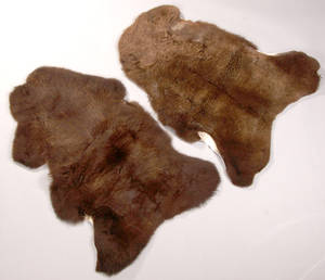 Fåreskind af engelsk opdræt, brun 2