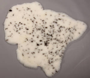Økologisk islandsk fåreskind, str.  XL