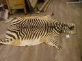 Zebraskinn