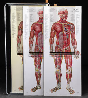 Samling anatomiske plakater 3