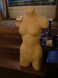 Torso