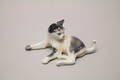 Figurin