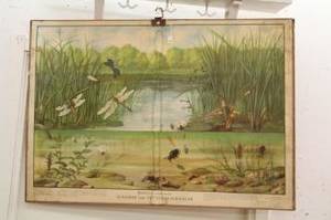 Skolplansch sländor vattenskalbaggar