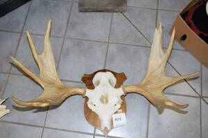 Älghorn monterat, 12 st taggar, B 95 cm