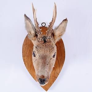 JAKTTROFÉ, rådjur.