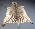 Zebraskind
