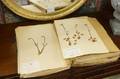 Herbarium