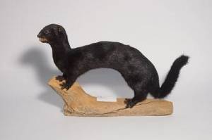 Mink