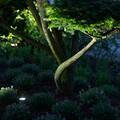 Parkhavebed belysning, fem LED-lamper