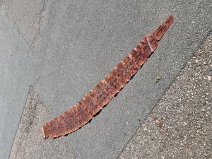 Originalt slangeskin