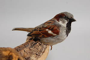 GRÅSPARV, uppstoppad.