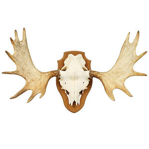 ÄLGHORN, monterad på träplatta.