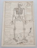 UNBEKANNTER MONOGRAMMIST. Altmeister Zeichnung eines Skeletts 16.17. Jahrhundert.