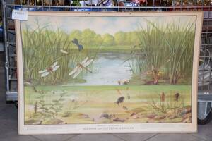 Skolplansch 70x100 cm, Sländor och vattenskalbaggar