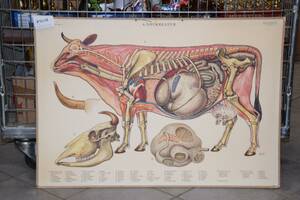 Skolplansch 70x100 cm, Nötkreatur