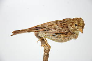 GULSPARV, uppstoppad.