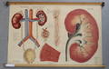 SKOLPLANSCHER, anatomiska motiv. 3 st. Bland annat P.A. Norstedt  Söners Förlag, 1900-tal.