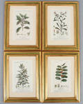 Kopparstick botaniska motiv handkolorerade 1800-talets första hälft 4