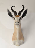 Jagttrofæ af Springbuck 