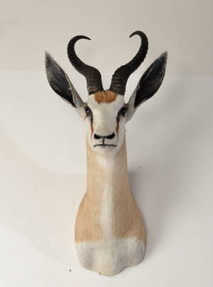 Jagttrofæ af Springbuck 