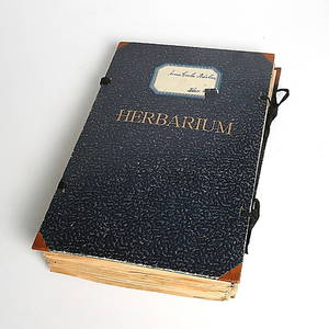 HERBARIUM, 1900-talets första hälft.