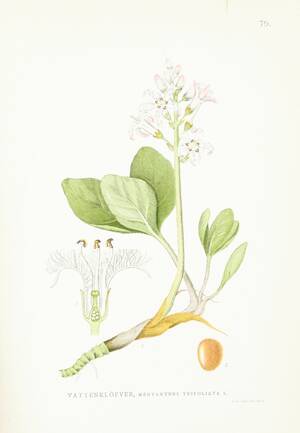 C.A.M. LIndman Bilder ur Nordens Flora