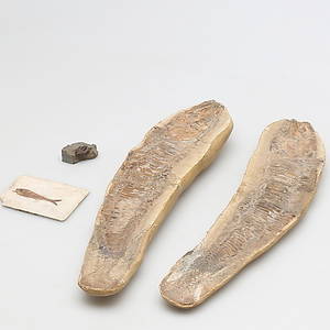 FOSSIL av fisk, 4 st.