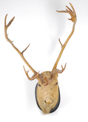 Hovedmonteret jagttrofæ, Ren