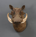 Sydafrikansk jagttrofæ, Warthog