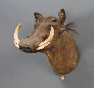 Sydafrikansk jagttrofæ, Warthog