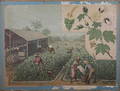 SKOLPLANSCH, bomullsfält, 18001900-tal.