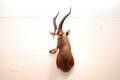 Blisbuck