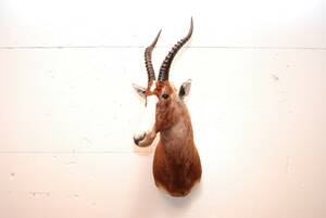 Blisbuck