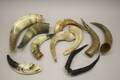 Horn