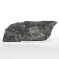 FOSSIL, växter.