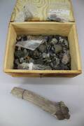 Fossiler