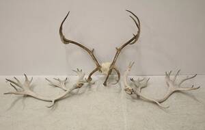 Horn