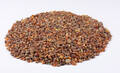 Samling uforarbejdede ravklumper, ca. 1000 gram