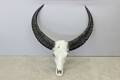 Horn